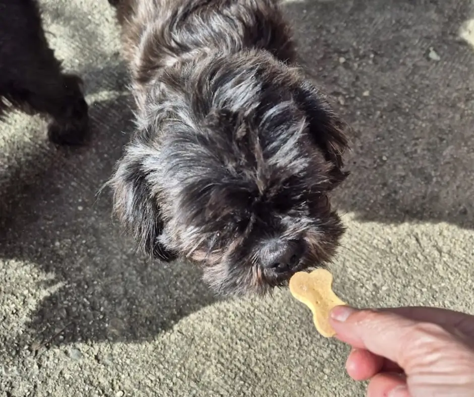 Shih Tzu schnüffelt an einem Keks von Biscuit Fruits des Forêts, den er in einer Hand hält.