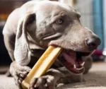 Fromage pour chien Cheezy-Dog