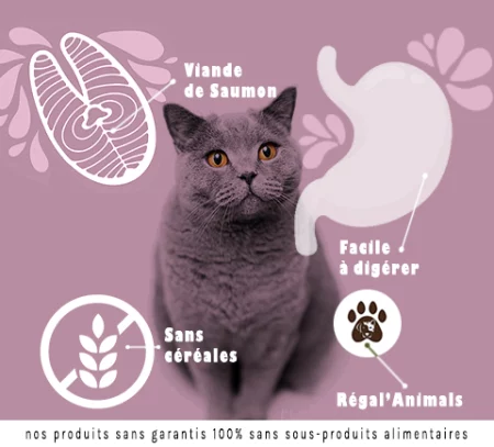 image - logo- saumon - chat