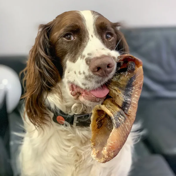 Ein englischer Springer Spaniel hält einen großen Ochsenhuf im Maul.