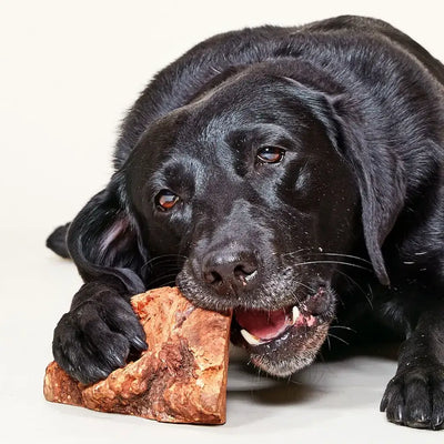 racine de bruyère pour chien