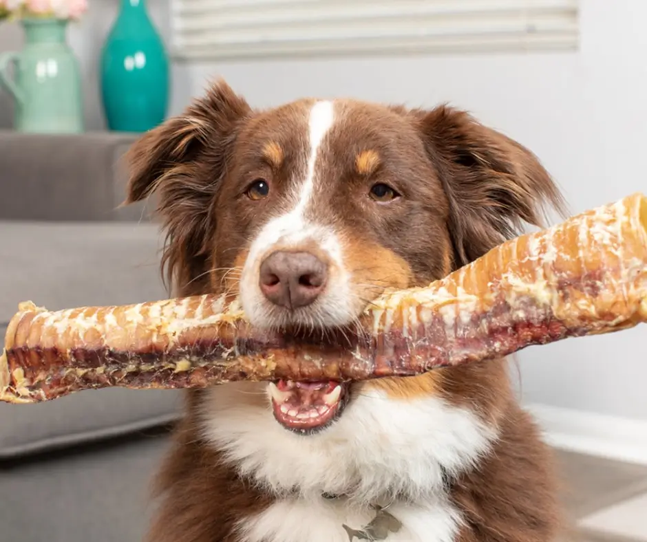 trachée boeuf 30cm tenue par un berger australien