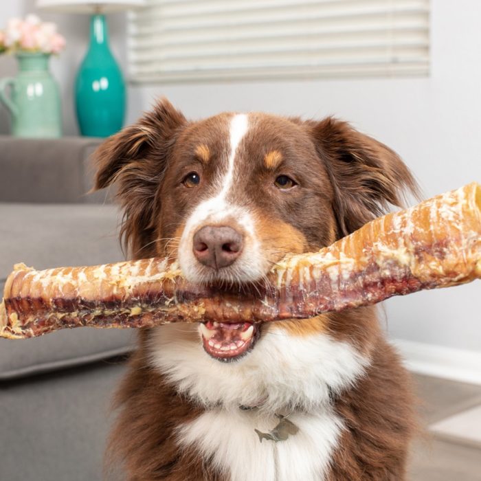 chien qui porte une Trachée de bœuf