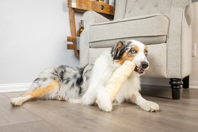 chien qui ronge une joue de bœuf