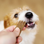 photo d'un chien qui ronge une lamelle de viande