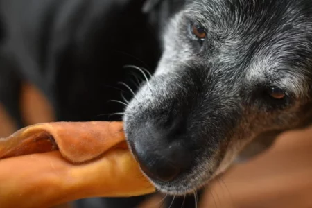 chien qui ronge une peau de bœuf 30cm