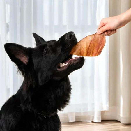 photo oreille de porc pour chien