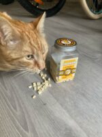 chat devant un pot de friandises lyophilisées au poulet