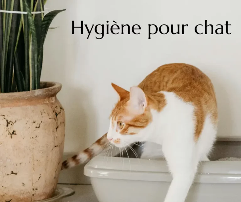 Hygiène pour Chats