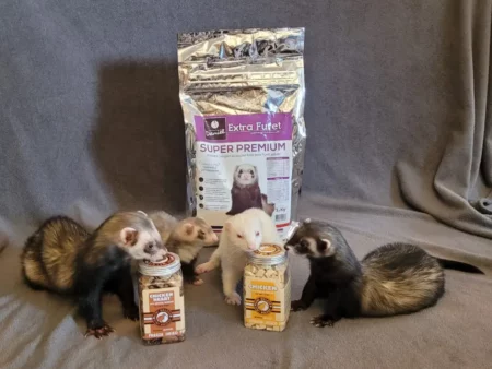 Alimentation furet
