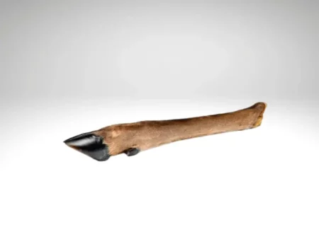 Patte de Cerf