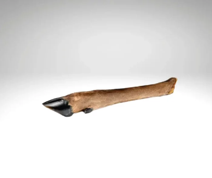 Patte de Cerf