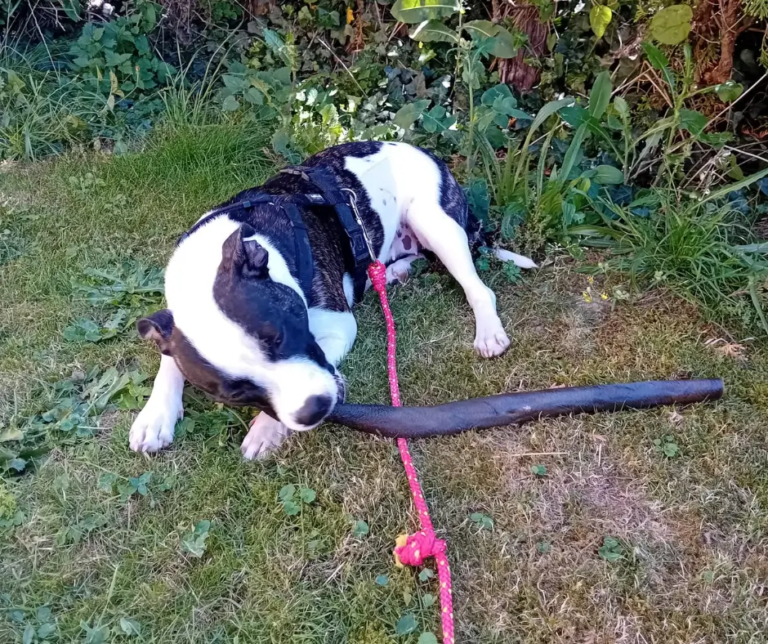 Chien de type American Staffordshire Terrier allongé sur l’herbe en train de mâcher une longue peau de sanglier XXL.
