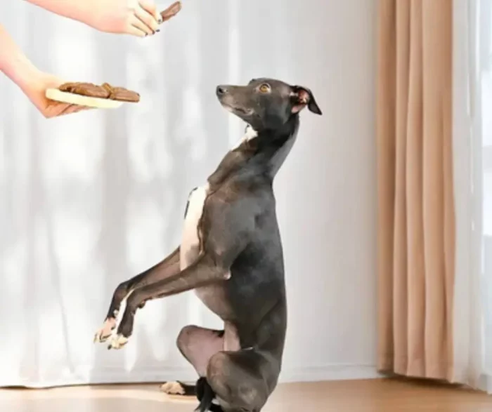 Saucisses pour Chien