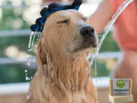 Hygiène Chiens