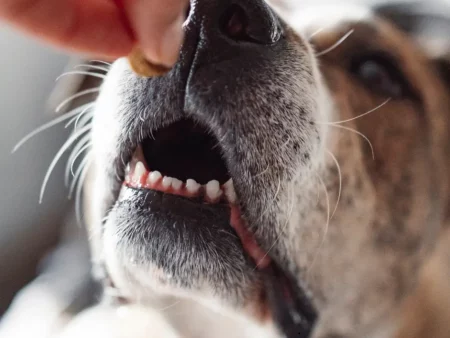 Friandises pour Chiens