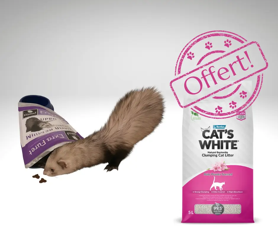 Pub Furet