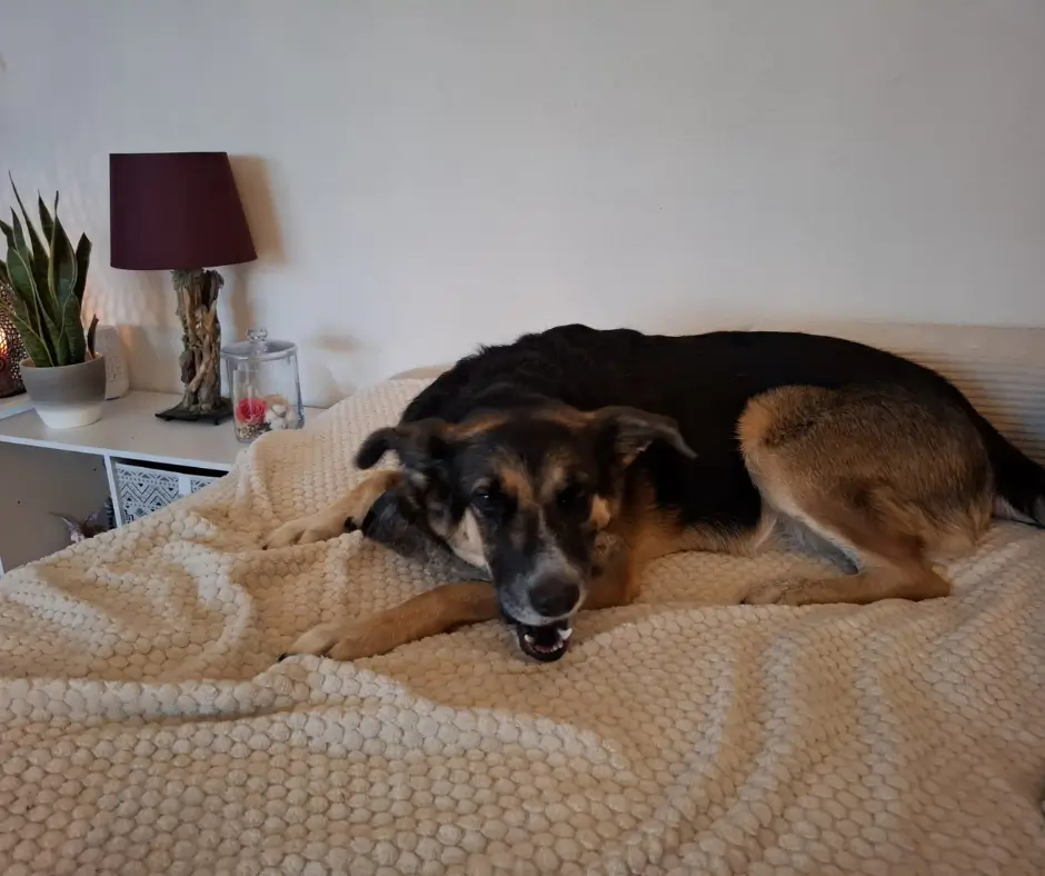 Chien noir et fauve mâchant une corne de buffle sur un lit beige.