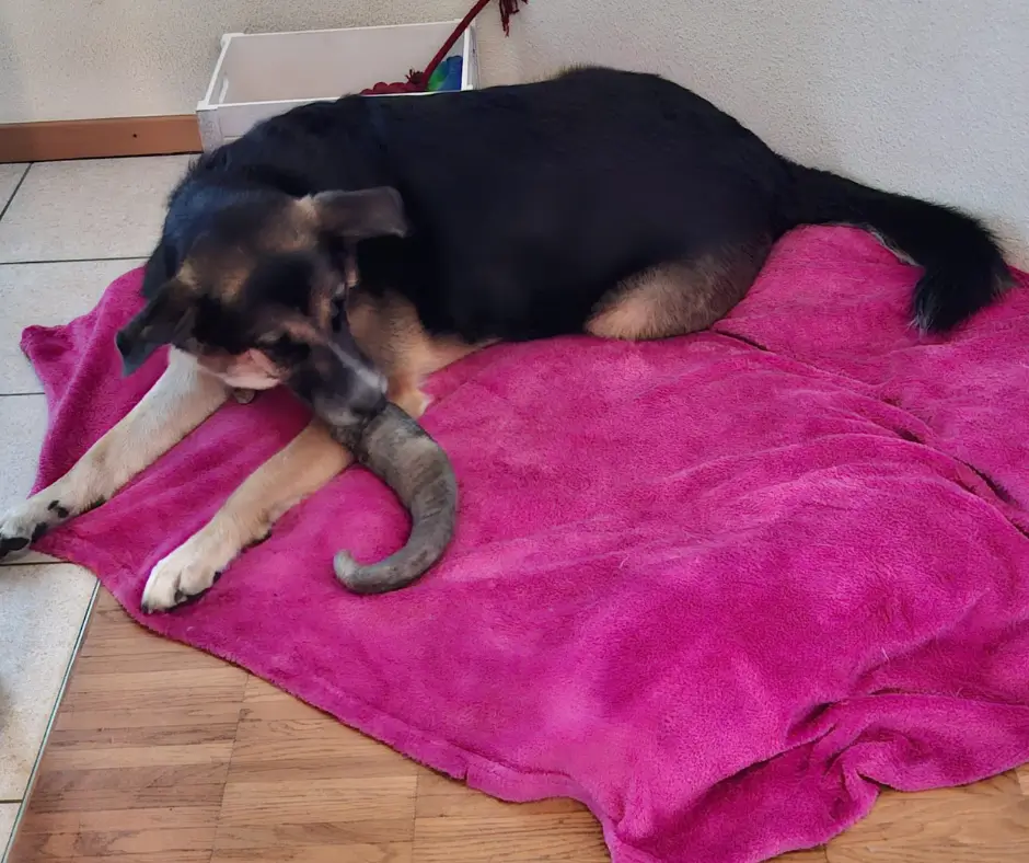 Chien noir et fauve mâchant une corne de buffle sur une couverture rose.