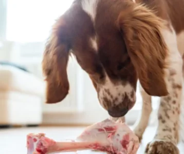 Chien qui renifle un fémur de porc cru sur le sol.