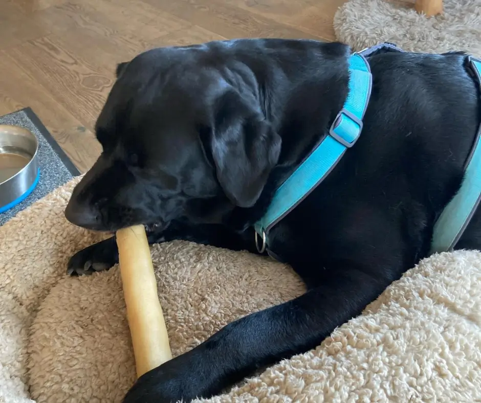 Chien noir mâchant une joue de bœuf roulée sur un coussin beige.