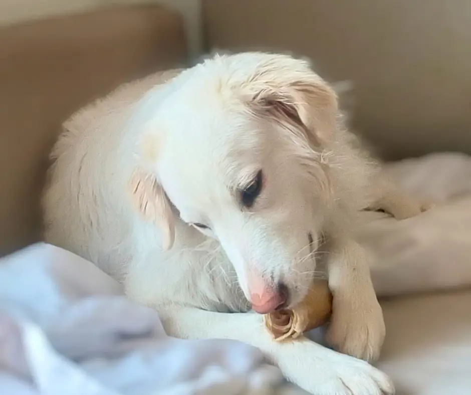 Chien blanc mâchant une joue de bœuf roulée sur un lit clair.