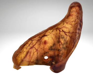Oreille de porc pour chien séchée, friandise naturelle à mâcher. Produit savoureux et riche en protéines, idéal pour l’hygiène dentaire.