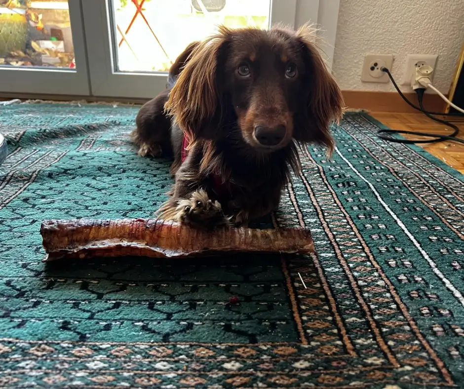 Teckel brun allongé sur un tapis tenant une trachée de bœuf de 30 cm entre ses pattes.