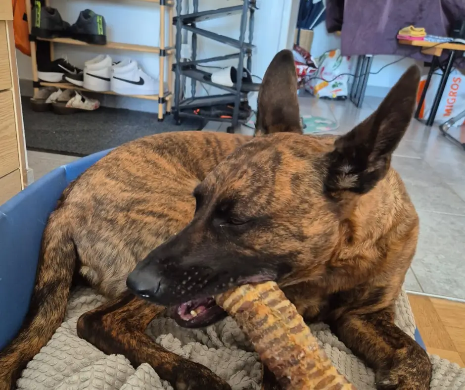 Berger Hollandais mâchant une trachée de bœuf de 30 cm dans son panier.
