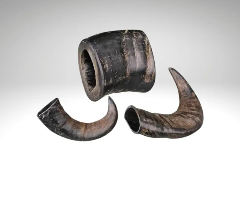 Sections de cornes de buffle noires posées sur un fond gris clair.