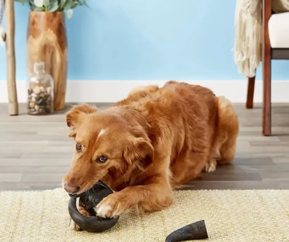 Chien roux mâchant une corne de buffle noire dans un intérieur.