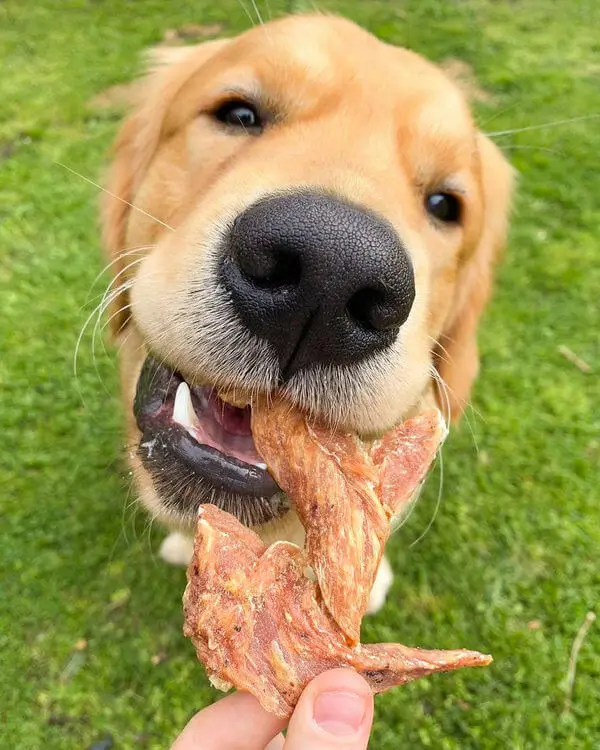 Golden Retriever mangeant un filet de poulet séché tenu par une personne.
