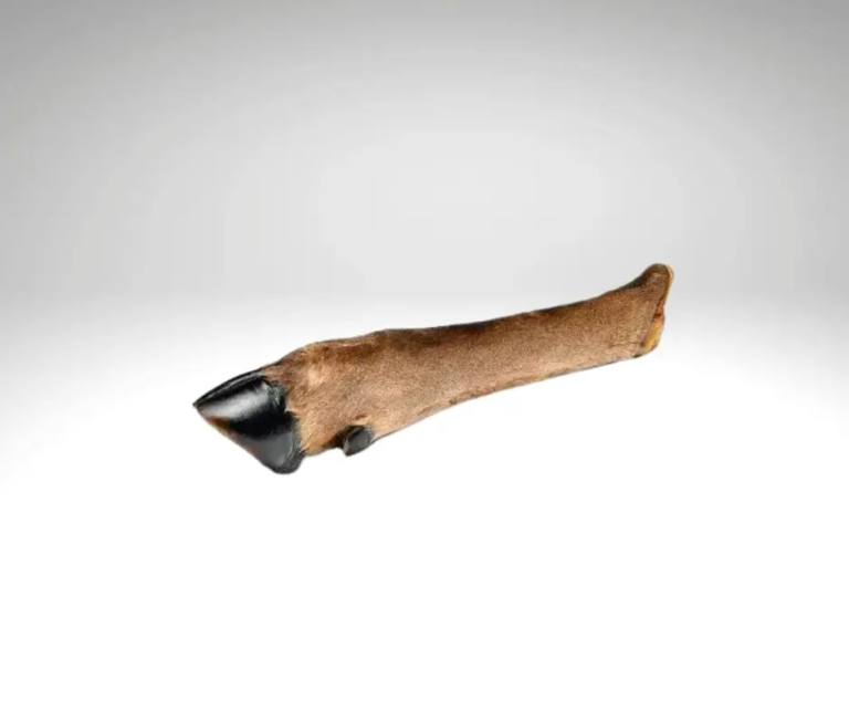 Patte de chevreuil entière séchée, avec sabot noir et fourrure marron, présentée sur fond gris clair.