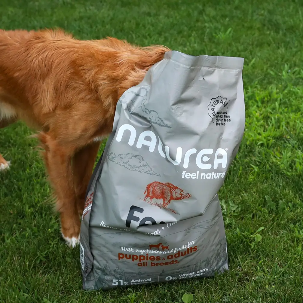 Chien curieux la tête dans un sac de croquettes Naturals Sanglier Naturea. Recette sans gluten et riche en protéines pour chiens adultes.