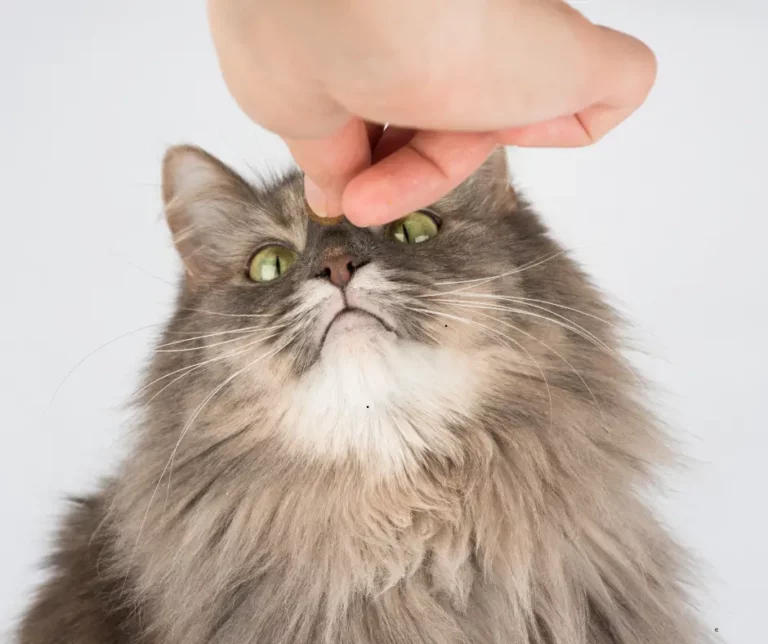 Katze betrachtet ein Leckerli, das von einer Hand über ihrem Kopf gehalten wird