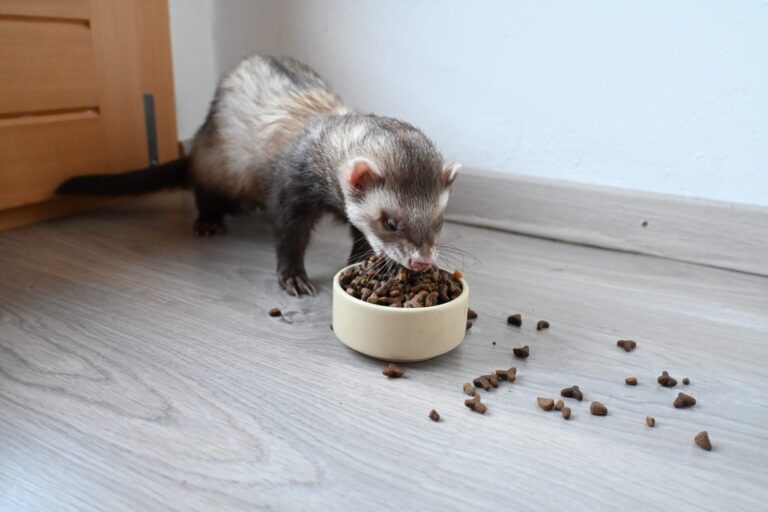 Furet mangeant des croquettes dans une gamelle