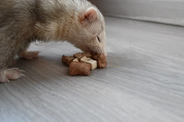 Ferret eating natural treats on the ground
