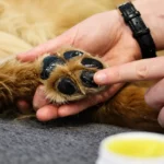 Coussinets d'un chien enduits de baume soin, avec le pot ouvert posé à côté sur un tapis gris