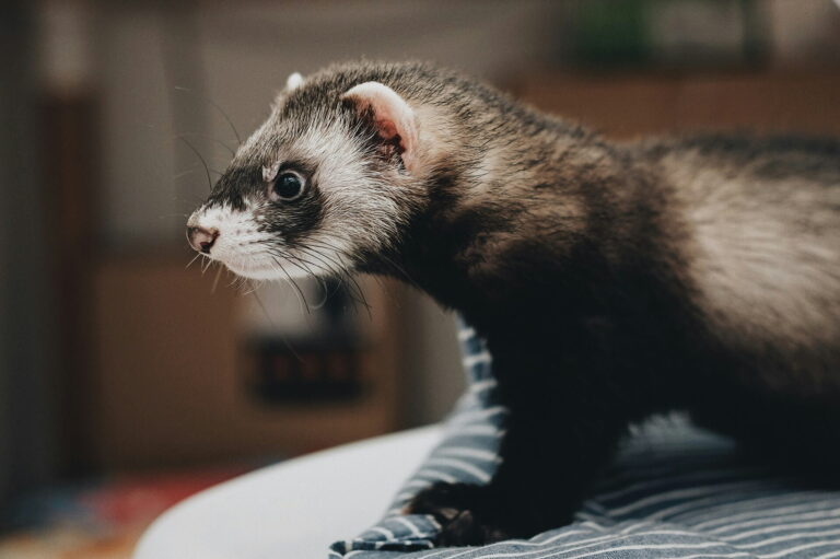 Que mange un furet ? Le guide d&rsquo;alimentation complet