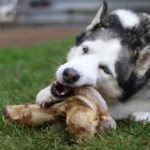 Husky allongé dans l'herbe en train de ronger un gros os de bœuf