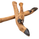 Patte De Cerf Mastication Naturelle Pour Chien