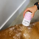 Application de shampoing sec en poudre sur le pelage d'un chien