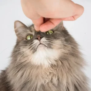 Friandises Pour Chats