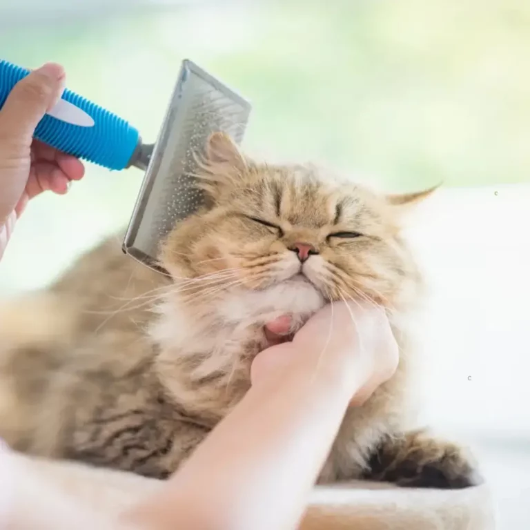 Hygiène Pour Chats