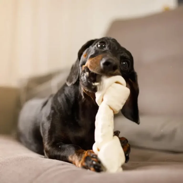 Articles À Ronger Pour Chiens