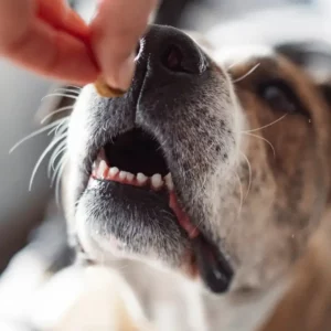 Friandises Pour Chiens
