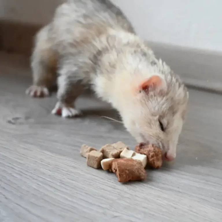 Friandises Pour Furets