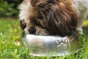 Croquettes Sans Céréales Pour Chiens